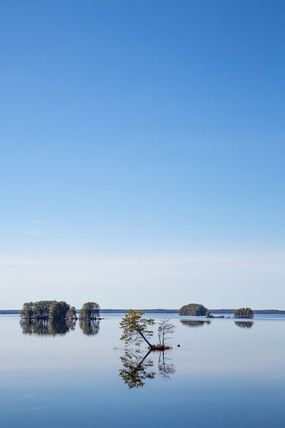 Reflective tree in a Swedish lake by Binne-Louw Katsma