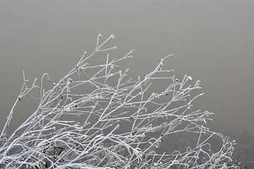 Bevroren waterkant van Dorien van Witteveen