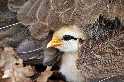 poussin sous les ailes des mères