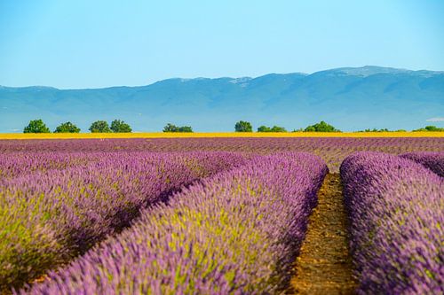 Lavendel in bloei in de Provence tijdens een zomerochtend van Sjoerd van der Wal Fotografie