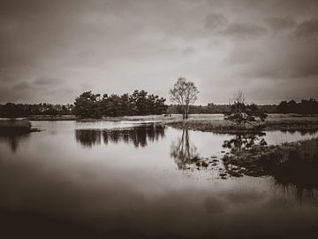 Steenhaarer Seen von Bianca  Hinnen