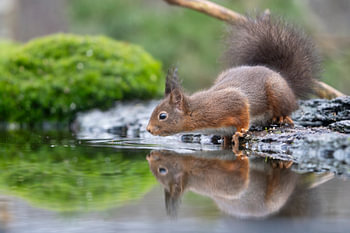Eekhoorn bij Water | Nederland