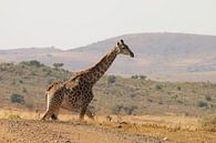 Giraffe South Africa by Ralph van Leuveren thumbnail