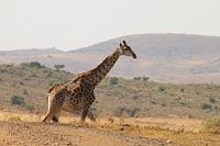 Giraffe South Africa