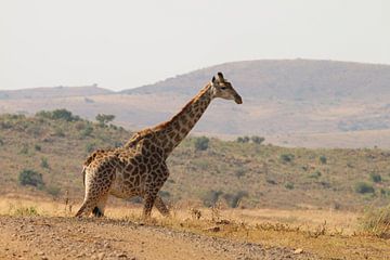 Giraffe Südafrika von Ralph van Leuveren