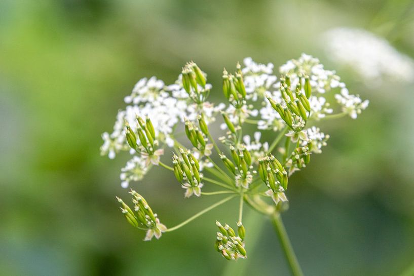 Blumenkohl von BeeldWoord