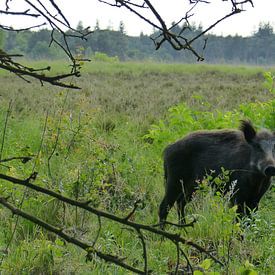 Herten, Zwijnen, natuur, wild zwijn, Veluwe van Gijs van Veldhuizen