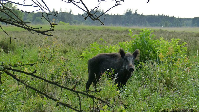 Herten, Zwijnen, natuur, wild zwijn, Veluwe von Gijs van Veldhuizen