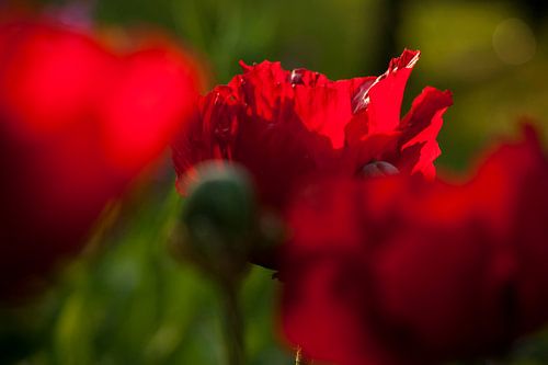 Rote Mohnblumen im Juni