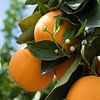 Oranges et bourgeons blancs, Fleur d'oranger en Espagne sur Adriana Mueller