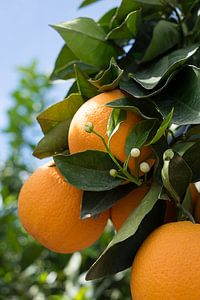 Orangen und weiße Knospen, Orangenblüte in Spanien