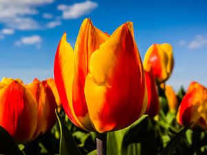 Tulipes sur rosstek ®