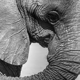 olifant van Daphne Jonkers