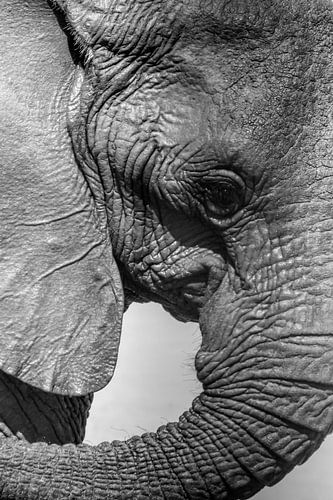 olifant