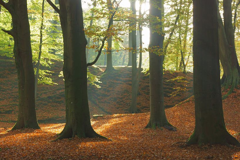 L'automne dans la forêt par Michel van Kooten