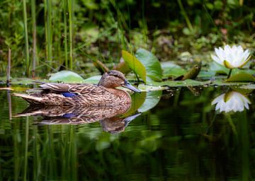 Canard colvert nageant dans un étang vers une fleur de nénuphar sur ManfredFotos