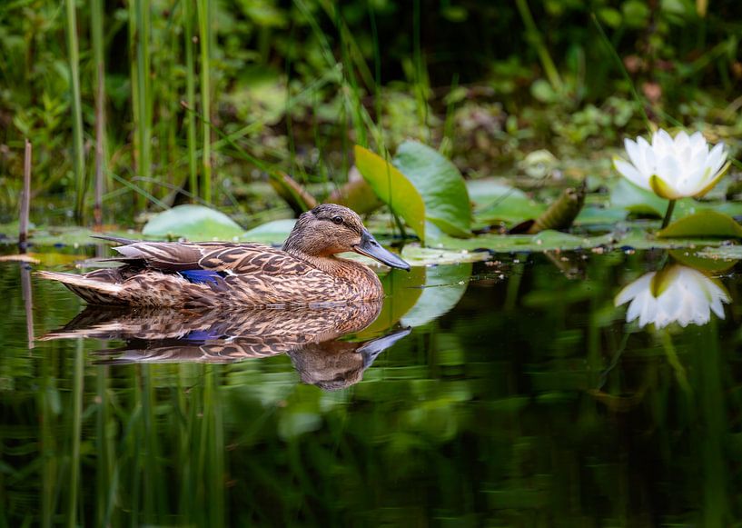 Canard colvert nageant dans un étang vers une fleur de nénuphar par ManfredFotos