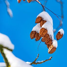 Detail photo winter in Middelheim. by Jef Wils