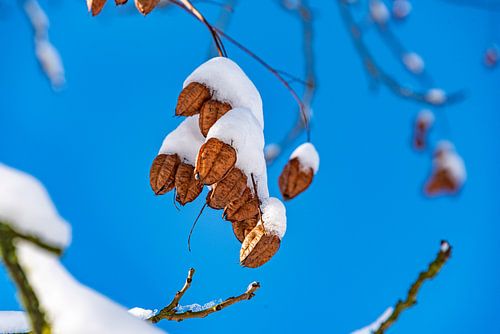 Detailfoto winter in Middelheim.