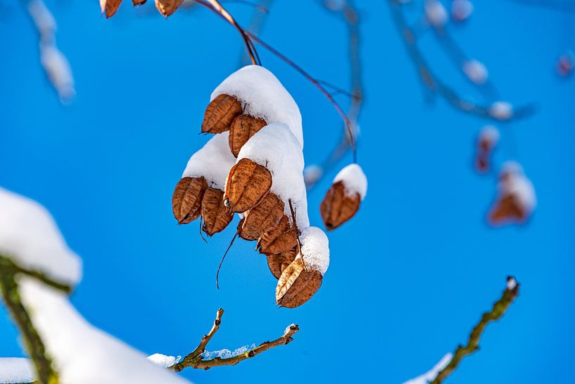 Detail photo winter in Middelheim. by Jef Wils