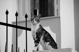 Kat 10 van Miroslav Ptacek