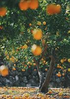Golden Orchard