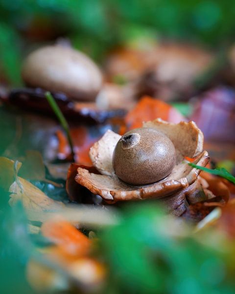 Collared earth star by Tom Zwerver