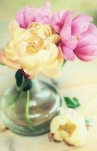 bloeiende bloemen pracht