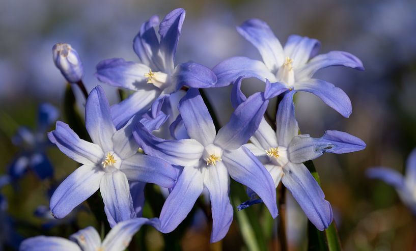 Blue star by Ulrike Leone