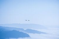 Above the fog