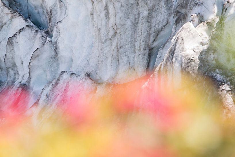 Glacier with Alpine rose in the foreground by Barbara Brolsma
