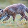 A curious little fox by Dennis Janssen