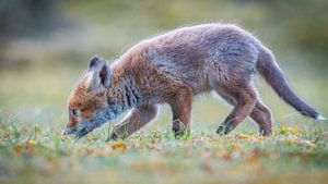 Ein neugieriger kleiner Fuchs von Dennis Janssen