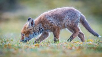 Ein neugieriger kleiner Fuchs