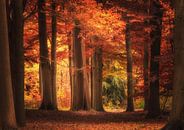 L'automne aux Pays-Bas par ProphotographyNL . Aperçu