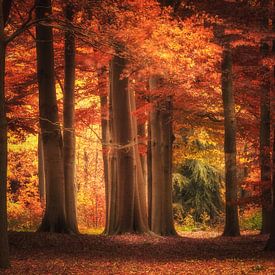 L'automne aux Pays-Bas sur ProphotographyNL .