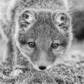 A young Icelandic Arctic fox by Menno Schaefer