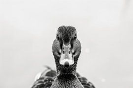 Duck by Poster Art Shop