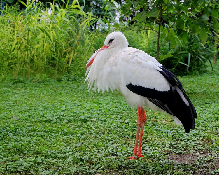 Ooievaar by Jose Lok