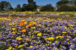 Champs de fleurs immaculés en Afrique du Sud