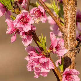 Pfirsichblüte im Frühling – Zarte Schönheit des Neubeginns von Lakeside Explorer