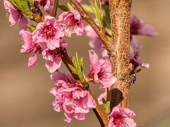 Pfirsichblüte im Frühling – Zarte Schönheit des Neubeginns