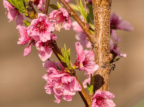 Pfirsichblüte im Frühling – Zarte Schönheit des Neubeginns