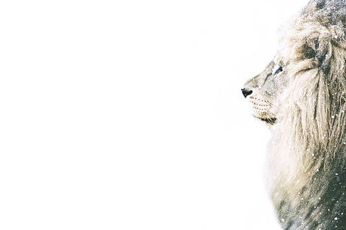 Majestic Lion Profile on White