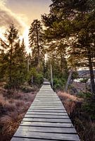 Hiking trail at the Oder pond