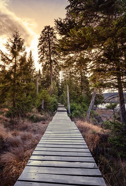 Wanderweg am Oderteich von Steffen Henze