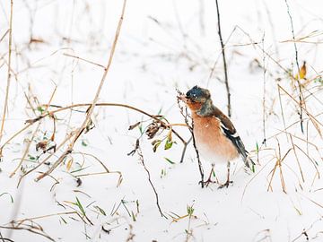 finch in the snow by Elske Hazenberg