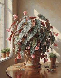 Bégonia rex dans un pot en terre cuite sur Regan Frederick