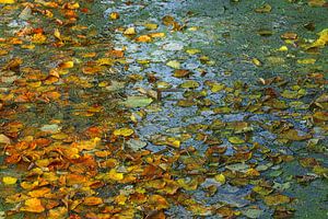 Herbst auf dem Wasser