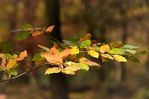 Blätter in Herbstfarben